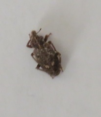 Listroderes difficilis