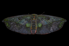 Omiza lycoraria