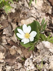 Sanguinaria canadensis