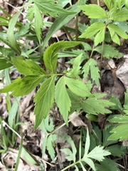 Hydrophyllum virginianum