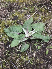 Arctium