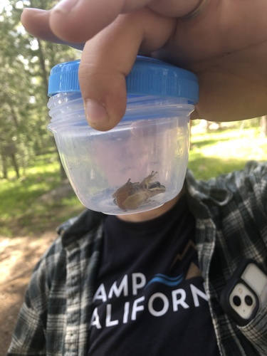 iNaturalist observation photo of Pacific chorus frog