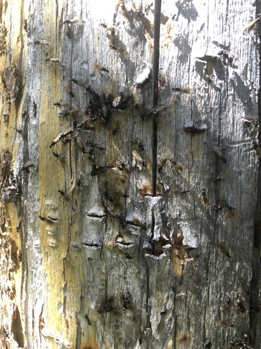 iNaturalist observation photo of Carpenter Ants, Typical Sugar Ants and Allies