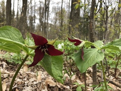 Trillium erectum