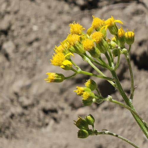 Image of Packera neomexicana by (c) Indio Brown, some rights reserved (CC BY)