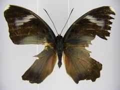 Euphaedra sankuruensis