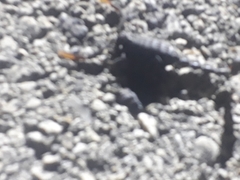 Hottentotta judaicus
