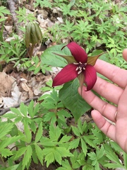 Trillium erectum