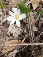 Sanguinaria canadensis