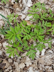 Hydrophyllum virginianum