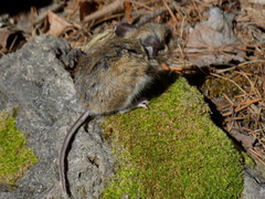Peromyscus melanotis