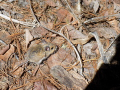 Peromyscus melanotis
