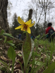 Erythronium americanum