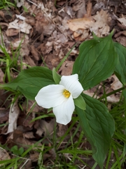 Trillium grandiflorum
