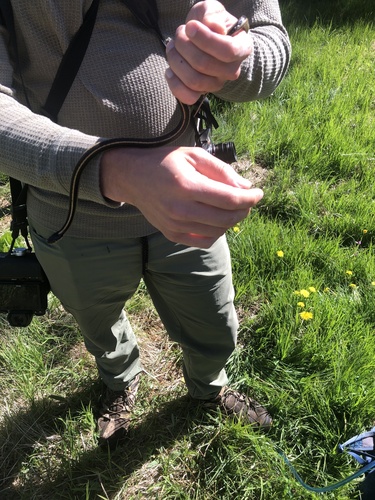 iNaturalist observation photo of Mountain Garter Snake