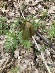 Podophyllum peltatum