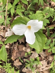 Trillium grandiflorum