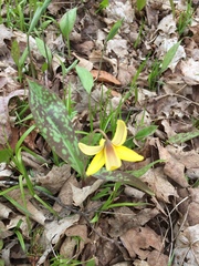 Erythronium americanum