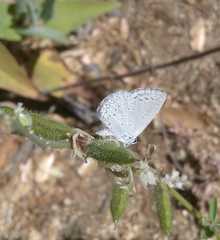 Celastrina echo gozora