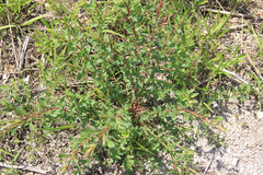 Hypericum perforatum