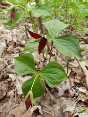Trillium erectum