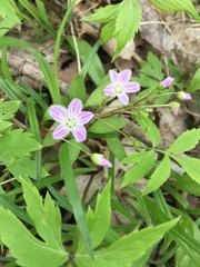 Claytonia caroliniana