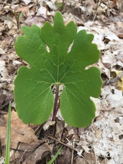Sanguinaria canadensis
