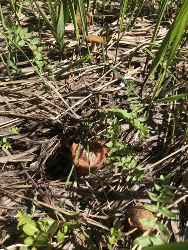 iNaturalist observation photo of Fungi Including Lichens
