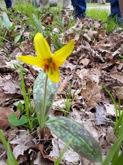 Erythronium americanum