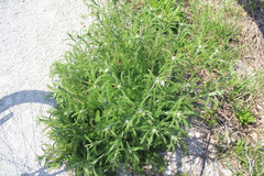 Achillea millefolium