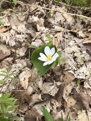 Sanguinaria canadensis