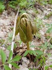 Podophyllum peltatum