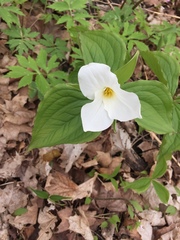 Trillium grandiflorum