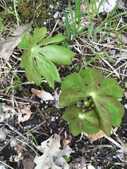 Podophyllum peltatum