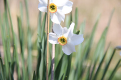 Narcissus poeticus