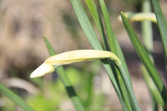 Narcissus poeticus