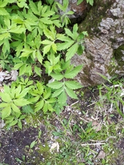 Hydrophyllum virginianum