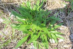 Silphium perfoliatum