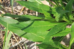 Silphium perfoliatum