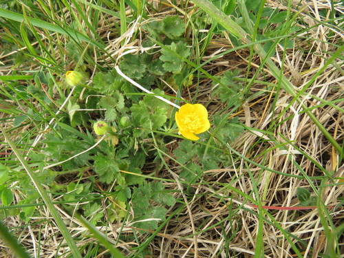 Gumbuotasis vėdrynas