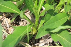 Silphium perfoliatum
