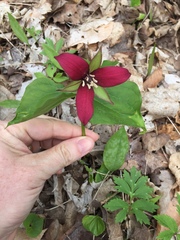 Trillium erectum