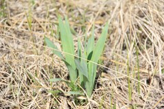 Eryngium yuccifolium