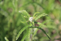 Achillea millefolium