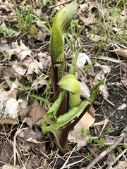 Arisaema triphyllum