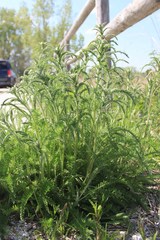 Achillea millefolium