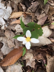 Sanguinaria canadensis