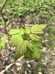 Acer negundo