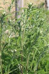 Achillea millefolium