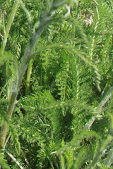 Achillea millefolium